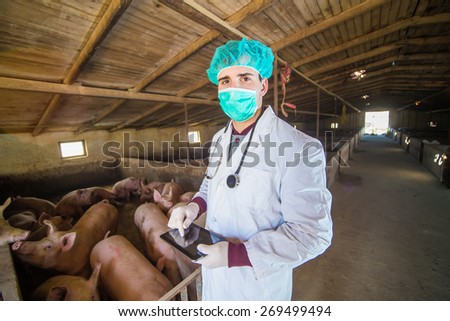 Veterinarian looking for information at pig farm, tablet, sterile, contamination, swine flu.