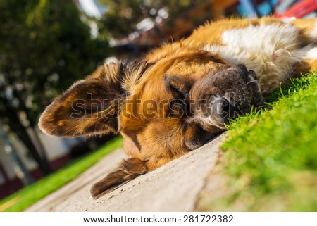 Sleeping dog. Bernard dog. Shallow depth of field.