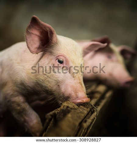 Little pig looking at camera at pigsty. Pig farm. Shallow depth of field.