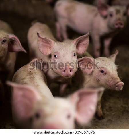 Group of little pigs looking at camera at pigsty. Pig farm. Shallow depth of field.