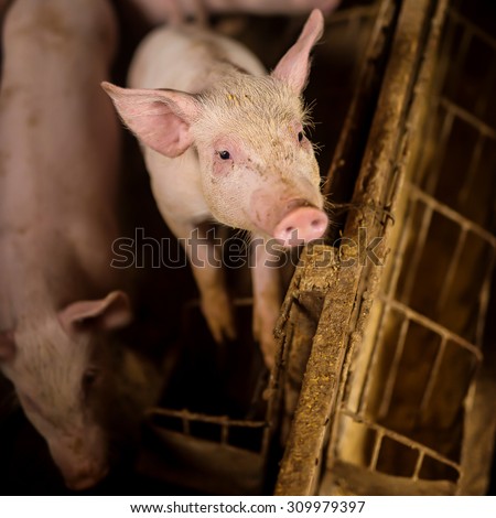 Young pig at pigsty. Very shallow depth of field. Pig farm.