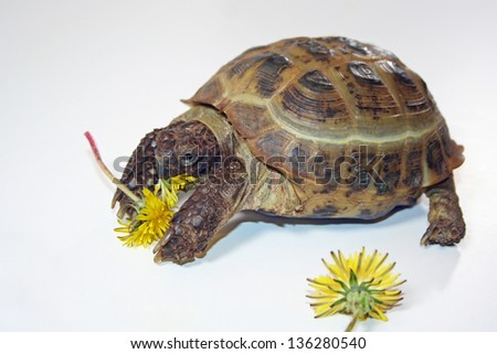 Russian Box Turtle Eating Dandelions