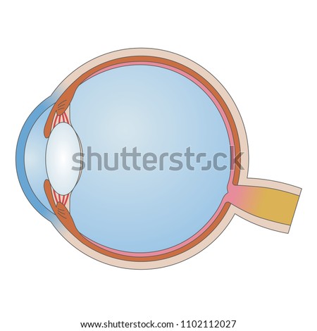 Cross section of human eye.