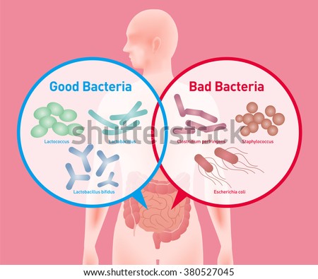 Good Bacteria And Bad Bacteria, Enteric Bacteria, Intestinal Flora, Gut ...