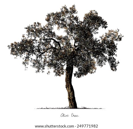 Olive tree coupons