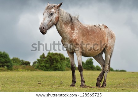 New-Forest-Pony in New Forest, England, on a meadow