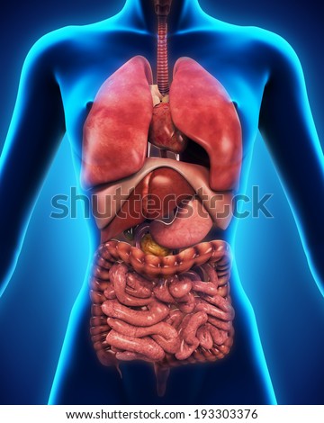 Anterior View Of Human Body Stock Photo 193303376 : Shutterstock