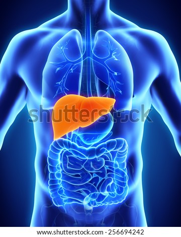 Human Liver Anatomy Human Liver Anatomy