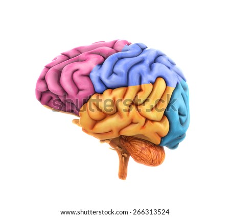 Human Brain Anatomy ストックフォト © 