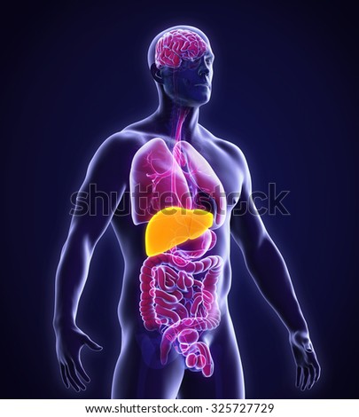Human Liver Anatomy Stock Photo 325727729 : Shutterstock