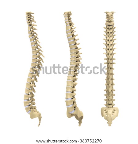 Human Spine Anatomy Stock Photo 363752270 : Shutterstock