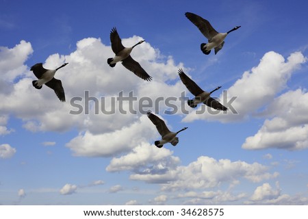 Flock of Canada Geese in V formation during spring migration, in silhouette against a cloudy sky.