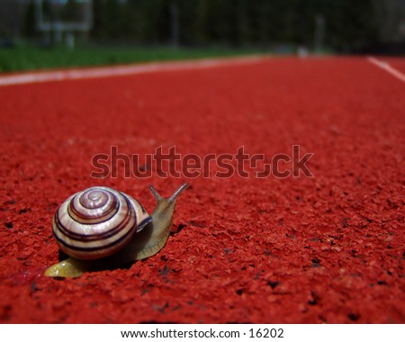 I have pet snails - lots of them!  This one decided he wanted to run track when he got to high school.  We took him out for a lesson in perspective.