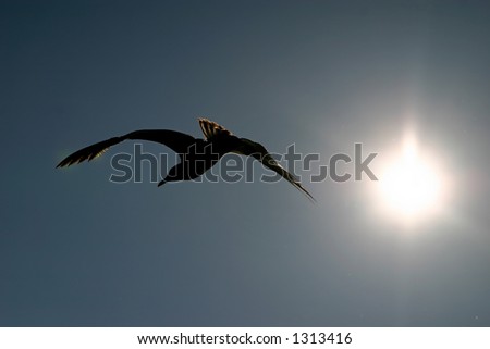 A silhouette of a bird flying