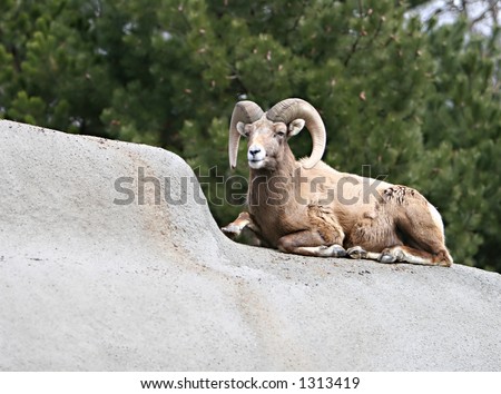 A big horn sheep on the rocks.