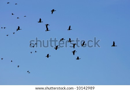 migrating geese in a blue sky following the leader
