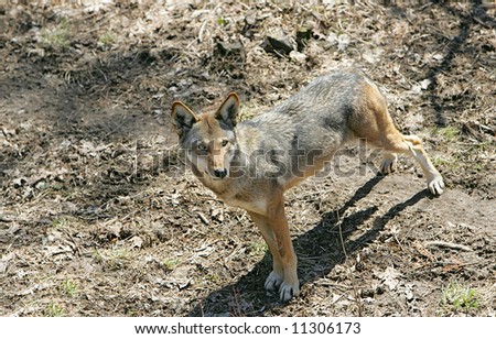 hungry predator red wolf stalking prey