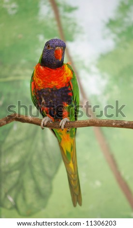 blue orange and green bird on a branch
