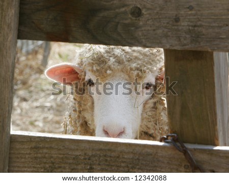a young ewe lamb peeking through a fence
