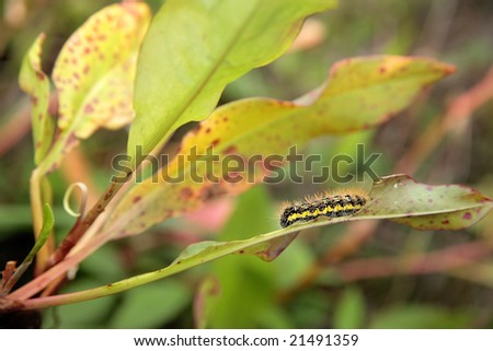 close up photo of a black and yellow caterpillar in sharp detail