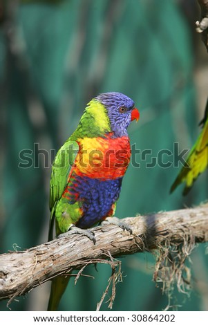 one small colorful lorikeet bird sitting on a branch