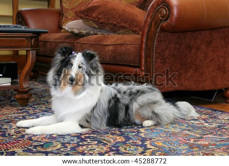 one pretty Sheltie dog head shot portrait in a living room natural setting