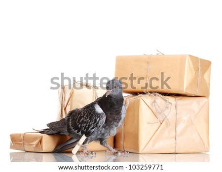 One grey messenger-pigeon and parcels isolated on white