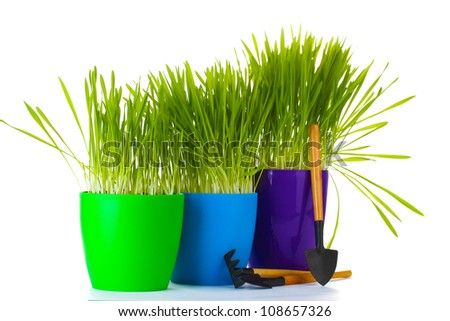 beautiful grass in a flowerpots and garden tools isolated on white