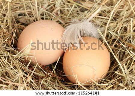 brown eggs in a nest of hay close-up