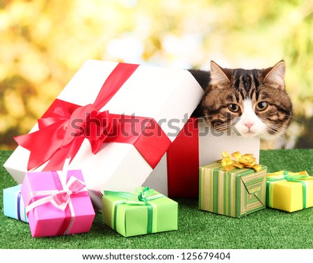 cat in gift box on grass on bright background