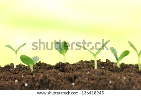 Green seedling growing from soil on bright background
