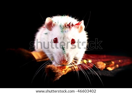 White rat and few brushes on black background