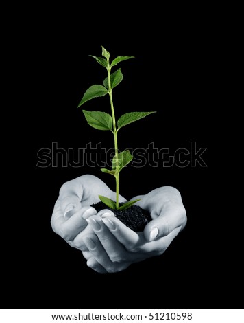Young plant in hand on black background