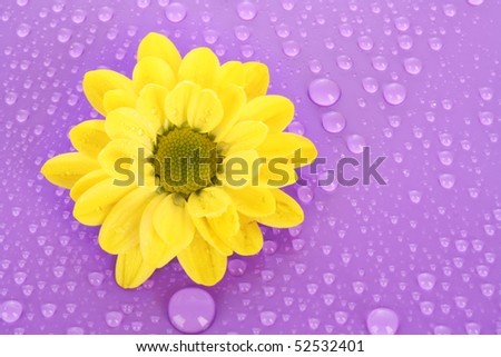 Yellow camomile on violet background