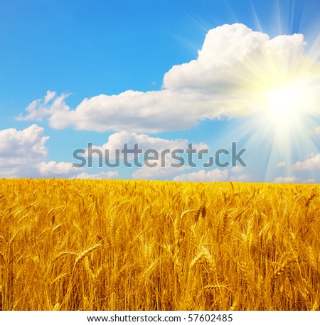 Wheat field and sun with blue sky