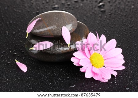 spa stones with water drops and pink flower on black background