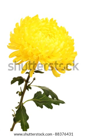 Yellow autumn chrysanthemum isolated on white