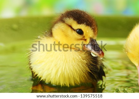 Cute ducklings swimming, on bright background