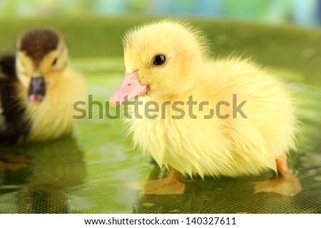 Cute ducklings swimming, on bright background