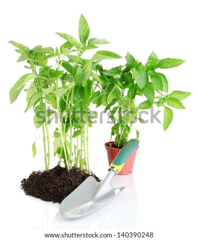 Pepper seedlings with garden tools isolated on white