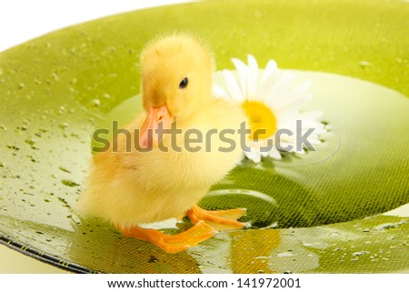 Floating cute duckling close up