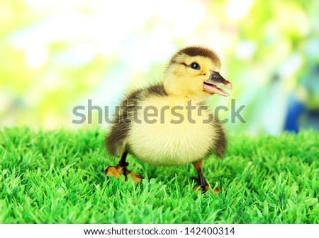 Cute duckling on green grass, on bright background