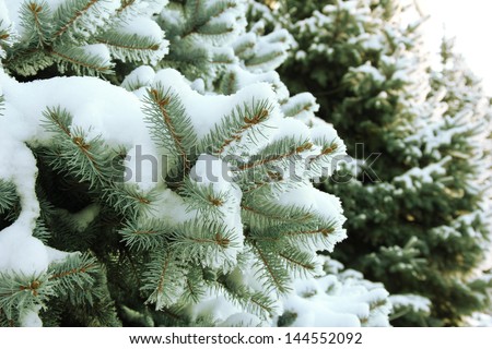 Spruce tree with fresh snow outside