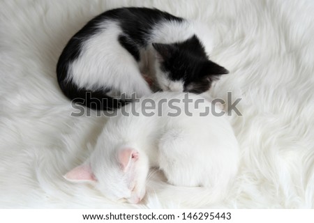 Two sleeping little kitten on white carpet