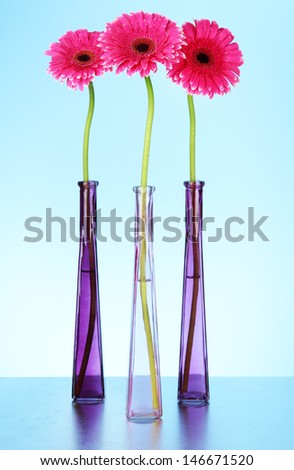 Beautiful pink gerbera flowers in vases on blue background