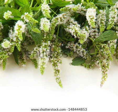 Fresh mint flowers on beige background