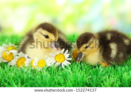 Cute ducklings on green grass, on bright background