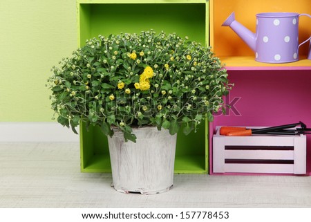 Chrysanthemum bush in pot with color boxes and instruments on wall background