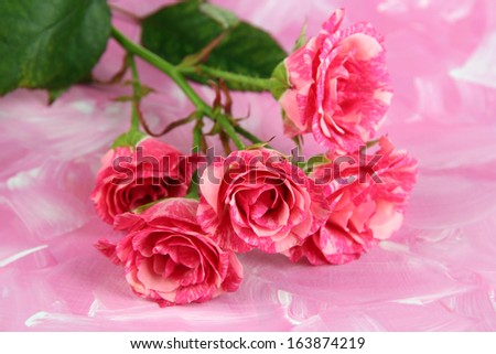 Beautiful pink roses close-up, on color background