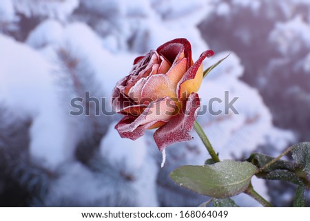 Rose covered with hoarfrost close up